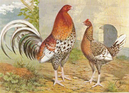 CHICKENS OLD ENGLISH GAME SPANGLED 1890 Antique Original print  