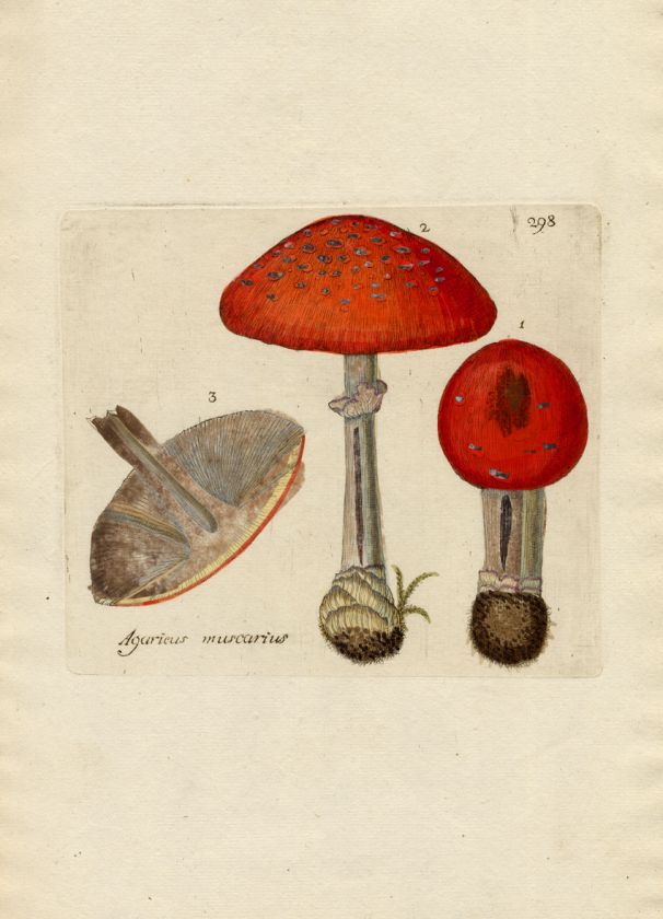 Rare Antique Print FLY AGARIC MUSHROOM Happe 1788  