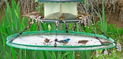 NEW 24 SEEDHOOP SEED CATCHER / PLATFORM BIRD FEEDER  