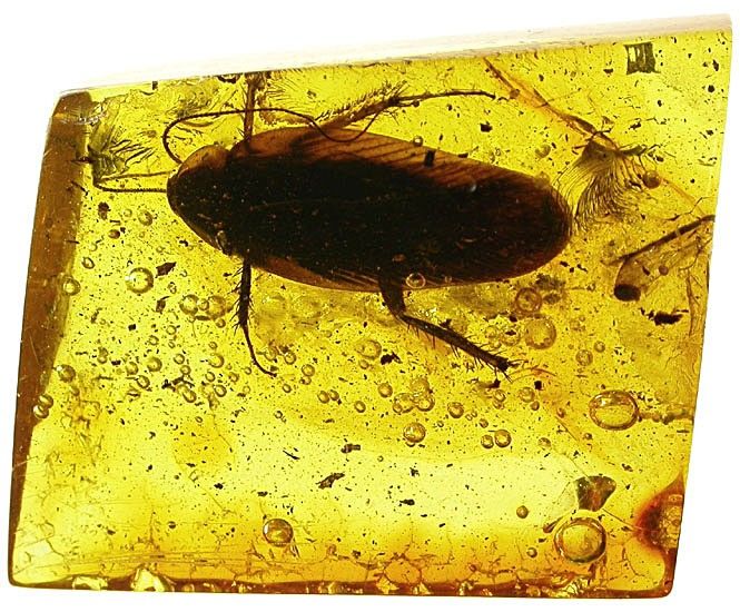 Huge fossil cockroach insect inclusion in Baltic amber  