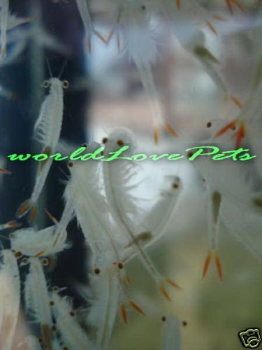 FAIRY SHRIMP EGGS FRY FOOD BETTA,GUPPY,KILLIFISH FISH +  