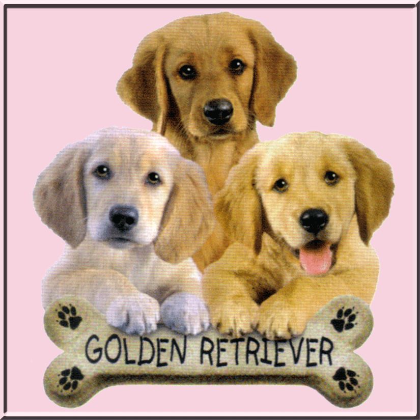 Golden Retriever Puppy Dog Bone T Shirt TODDLERS & KIDS  