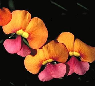 Heart leafed Flame Pea (Chorizema cordata)   30 Seed  