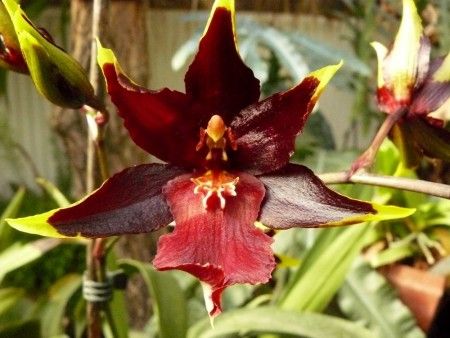 Colmanara Wildcat Bobcat Near Blooming Sized Orchid Plant  