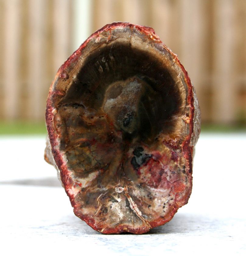 Petrified Wood with indian head illustration   