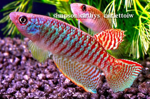 Killifish  simpsonichthys carlettoiw  20 eggs  