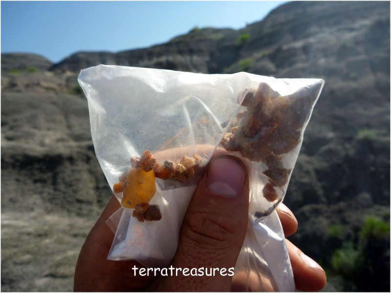   The First Fossil Queen Leaf Cutter Ant in Dominican Amber  