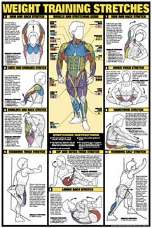 WEIGHT TRAINING STRETCHING CHART Fitness Club Poster  