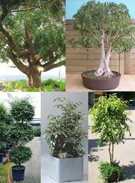 Weeping Fig (Ficus benjaminia)   150 Seeds /Bonsai  