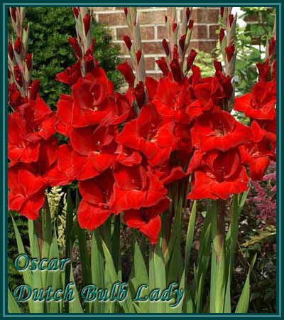 40 Gladiolus Corms ***53 Species Inside*** You Pick & Choose 