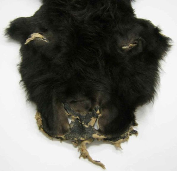 GENUINE BUFFALO BISON FUR ROBE HIDE+HEAD/TAIL $1 NR  