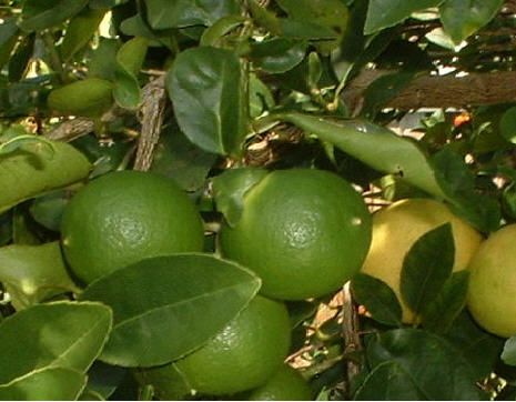 Citrus Trio Dwarf Tree Collection One each Navel Orange, Meyer 