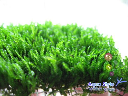 Flame Moss pad  Live aquarium plants water low light kh  