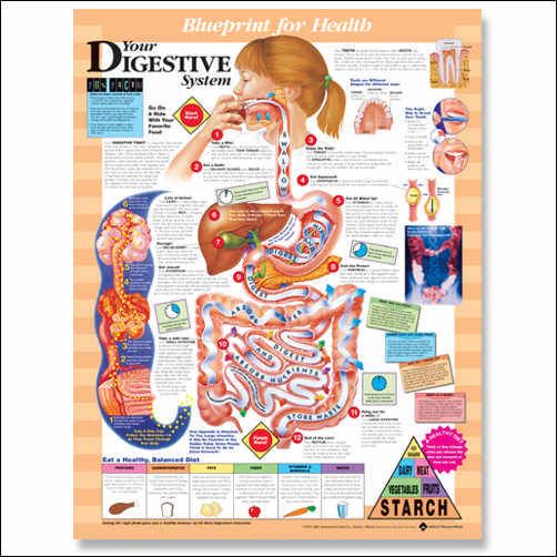 Kids Digestive System Laminated Chart 20x26  