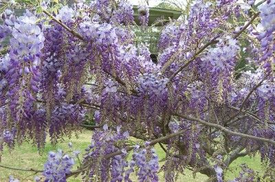 12 EXOTIC PURPLE BONSAI WISTERIA TREE FERTILE SEEDS RARE  